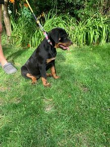 Rottweiler, rtw, rottweiler, rotvik, rotvajler