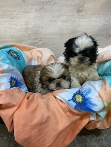 Shih-tzu, Shi - tzu, šicu, shitzu, si-cu, shih-tzu, Shih tz