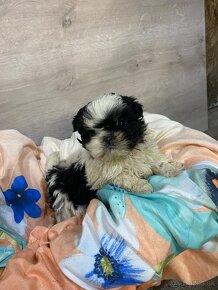 Shih-tzu, Shi - tzu, šicu, shitzu, si-cu, shih-tzu, Shih tz