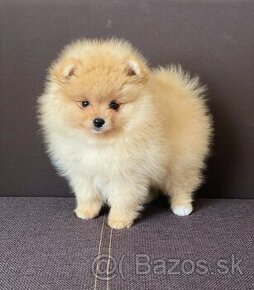 Nememcký špic/ Pomeranian