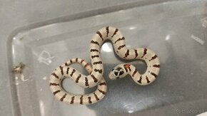 koralovka mexicka - lampropeltis leonis