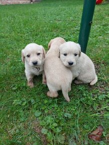 Šteniatka Labrador + Tatranský durič