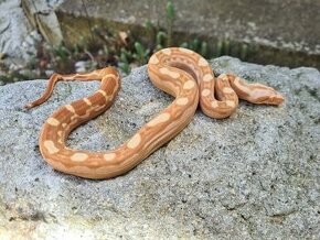 Veľhad Královský-Boa Constrictor mláďatá - 1