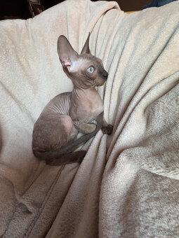 sphynx