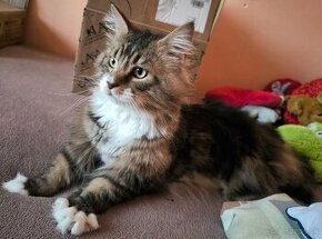 Mainská mývalia mačka (Maine Coon)