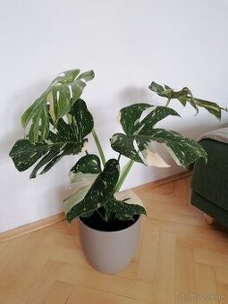 Monstera thai constalation