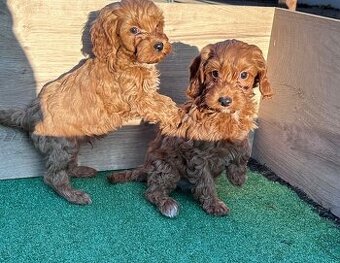 Cavapoo, cavalier,pudel