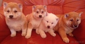 Shiba Inu