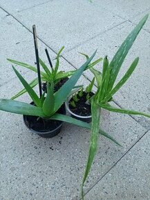 Aloe vera