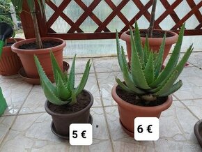 Aloe vera - 1