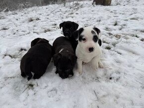 Predám šteniatka jack russel teriér x Stafford terier