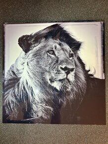 Predám Art-Photo: Lion in the wind od Laurent Baheux - 1