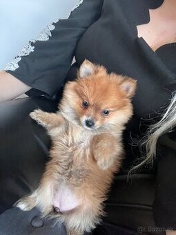 Pomeranian mini Boo