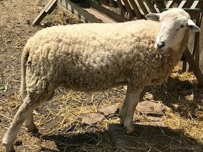 romanovska ovca + baran
