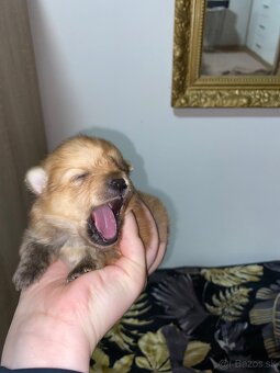 Šteniatka Pomeranian- mini špic