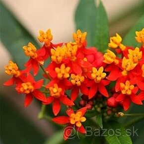 Glejovka - Asclepias curassavica - Mexický oleander - SEMENÁ