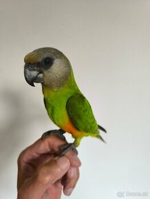 Papagáj senegalský