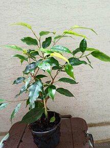 Ficus Benjamina - 1