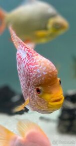 Flowerhorn SB