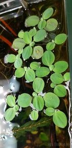 Pistia stratiotes

