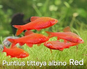 Puntius titteya albino red