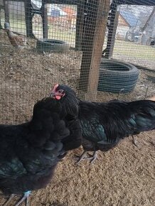 Australorp