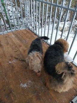 Welsh terrier