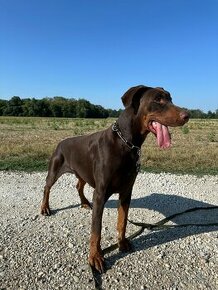 Darujeme do dobrych ruk dobermana Dobbyho