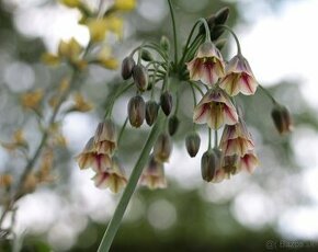 Nectaroscordum siculum (Bulharský cesnak) - cibuľky