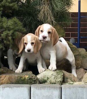 Bígel Beagle Bigl s PP FCI (bicolor)