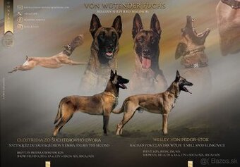 Belgický ovčiak- Malinois s PP - 1