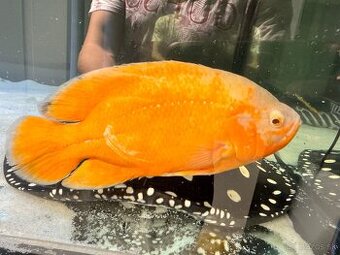 Astronotus ocellatus Albino Red