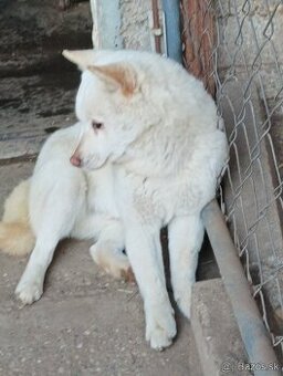 Ponúkame čistokrvné steniatko Shibu Inu.