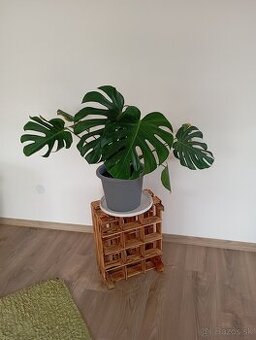 Monstera delociosa