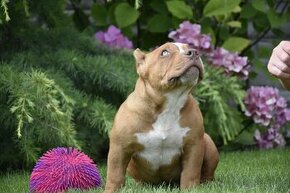 American bully s PP Pocket