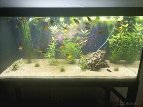 Predam 300l akvarium