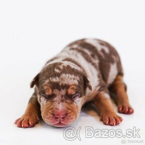 American bully XL, pitbull xxl - 1