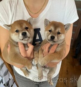 Shiba inu