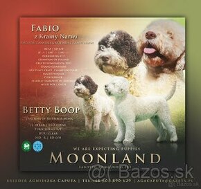 Lagotto Romagnolo s PP FCI Poland