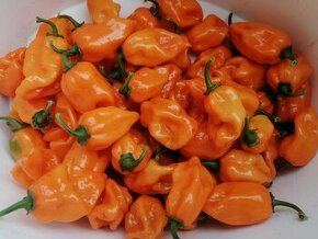 Predavame HABANERO chilli papričky čerstvé - 1