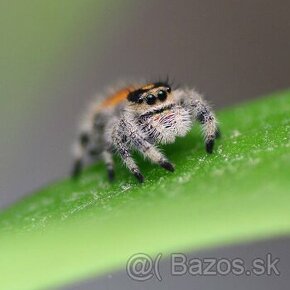 Skákavky Phidippus regius - 1