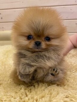 Pomeranian mini