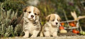 Welsh Corgi Pembroke s pp