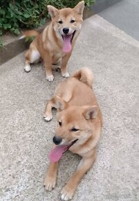 SHIBA INU