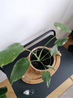 Monstera thai constalation