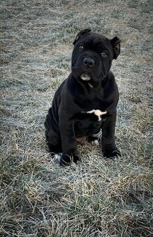 Cane corso PP šteniatka