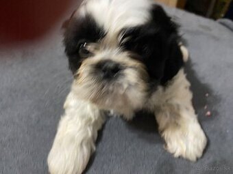 Shih-tzu