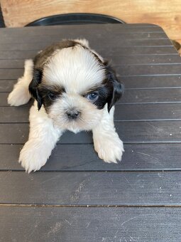 Shih-tzu