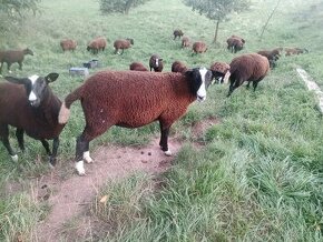 Zwartbles jehnice s POP nar. 2023