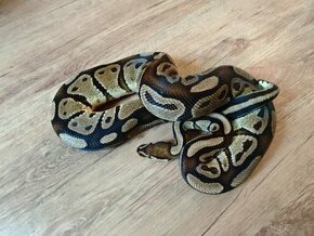 Python regius